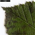 SpeciesSub: var. calocarpa